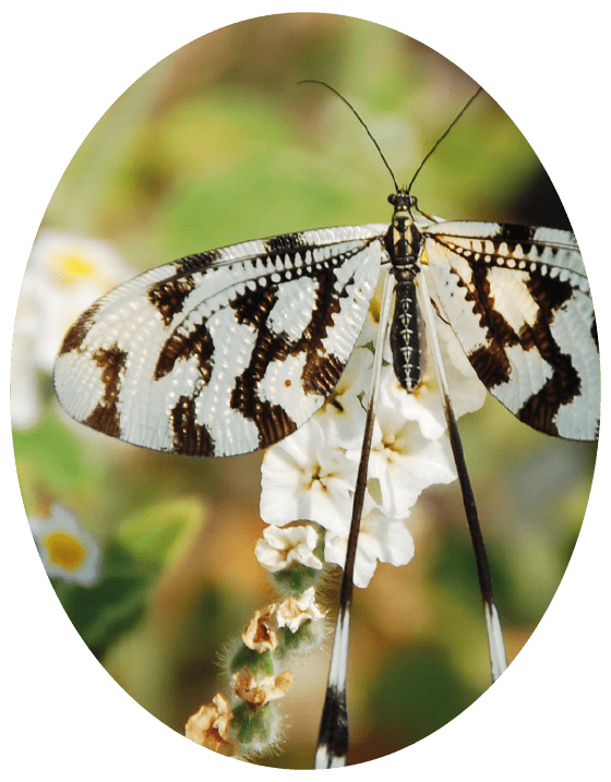 Fleur Barcelona Petit Papillon