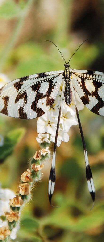 Fleur Barcelona Petit Papillon